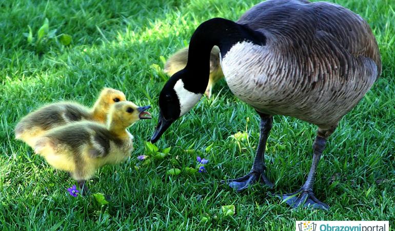 I DJECA VOLE „VOLIM TE“