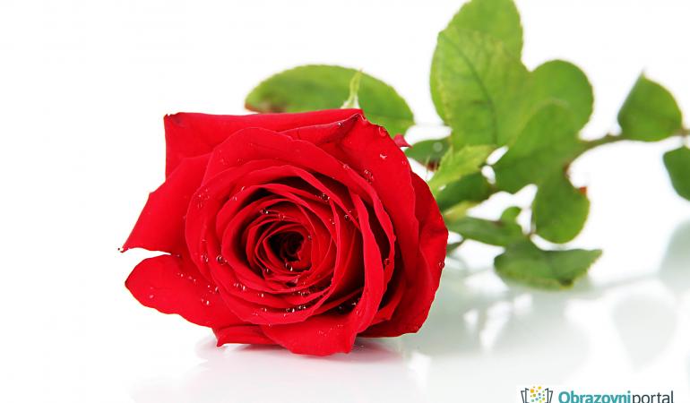 Za sve one koji sanjaju majku na praznični dan